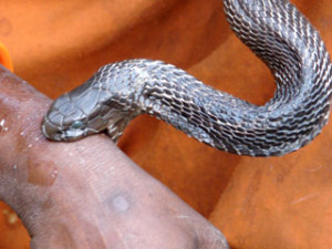snakebites